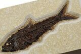 Detailed Fossil Fish (Knightia) - Huge For Species #349267-1